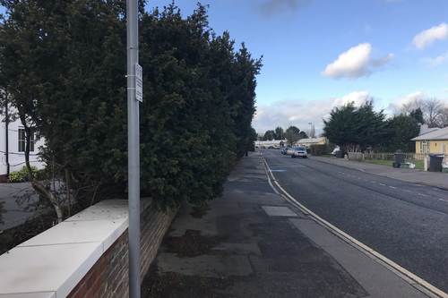 Overgrown Hedge
