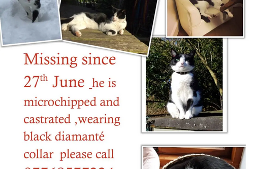 Missing Cat