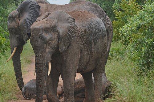 elephants