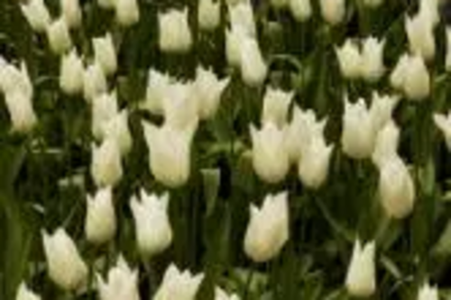 Flowers (Tulips)