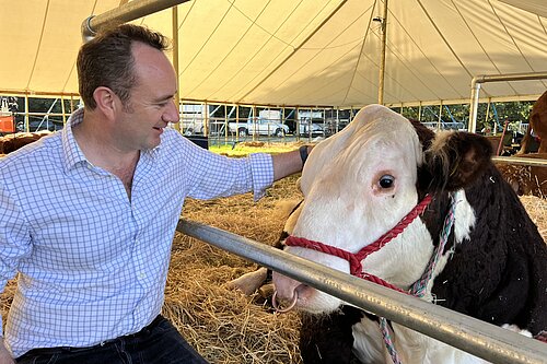 Danny with cow