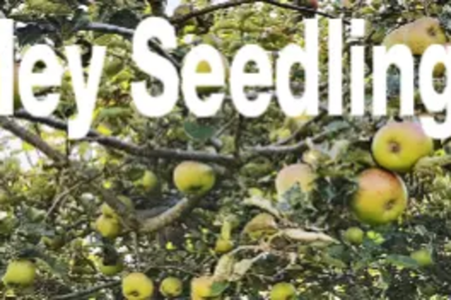Bramley Seedling Gift