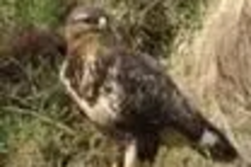 Buzzard