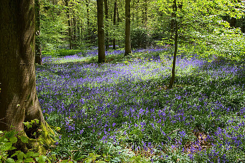 Bluebells in a forest