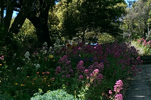 Flowers / summer garden