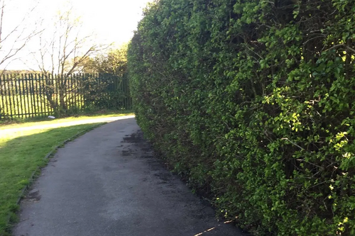 footpath and hedge
