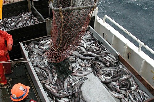 Fish being caught on a fishing vessel