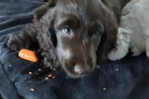 Parklands puppy