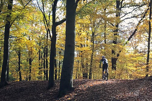 Someone riding a bike through a forest