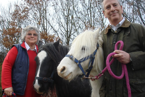 thornton horse