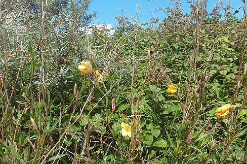 Wild grasses and flowers.
