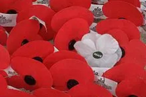 Poppies