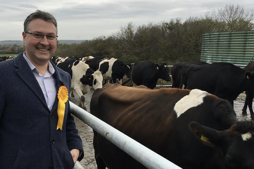 Daniel Norton with cows